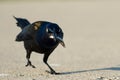 Common Grackle Bird Royalty Free Stock Photo