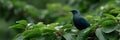 A Common grackle bird is perched on a leafy branch Royalty Free Stock Photo