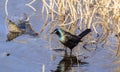 Common Grackle bird perched in shallow lake