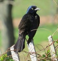 Common Grackle (Blackbird) Royalty Free Stock Photo