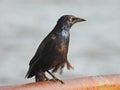 Common Grackle Blackbird Perched on Rusty Rail with Lake in Background Royalty Free Stock Photo