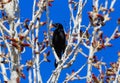 Common Grackle on budding Spring tree against deep blue sky Royalty Free Stock Photo