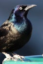 Common Grackle Closeup Royalty Free Stock Photo