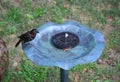 A common grackle drinking water on the bird bath Royalty Free Stock Photo