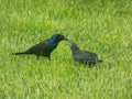 Common Grackle Feeding a Fledgling Royalty Free Stock Photo