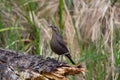 Common grackle female is standing on the log in spring grass Royalty Free Stock Photo