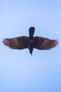 Common Grackle In Flight High Above Royalty Free Stock Photo
