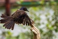 Common Grackle flying to perch in Summer Royalty Free Stock Photo