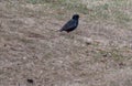 A common grackle foraging on the ground for food Royalty Free Stock Photo