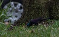Common Grackle in the Grass Pecking at the Dirt