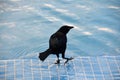 Common Grackle with his Foot Raised in Water