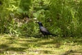 The common grackle Quiscalus quiscula Royalty Free Stock Photo