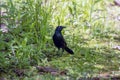 The common grackle Quiscalus quiscula Royalty Free Stock Photo