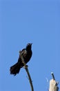 Common Grackle  707129 Royalty Free Stock Photo