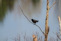 Common grackle perched on a branch looking over a lake