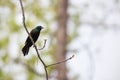 A Common Grackle perched on a branch