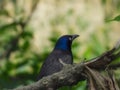 Common Grackle Perched a Dead Branch Close Up Macro