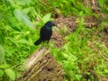 Common Grackle Perched a Dead Branch with Insect In Its Mouth