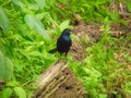 Common Grackle Perched a Dead Branch with Insect In Its Mouth