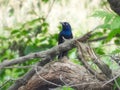 Common Grackle Perched a Dead Branch