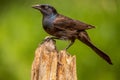 Common Grackle perched on a fence post