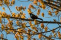 Common grackle perched high on a branch basking in the sun