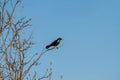 Common grackle perched high on a branch looking into the blue sky