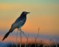 Common Grackle