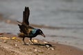 Common Grackle perched on shore with beak full of bugs Royalty Free Stock Photo