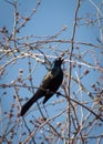 Common Grackle Perched in a Tree Royalty Free Stock Photo