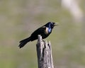 Common Grackle Photo. Picture. Portrait. perched on stump with a blur background displaying open beak, feather and tail in its