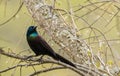 Common Grackle portrait