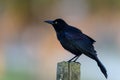 Common grackle