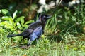 Common grackle, quiscalus quiscula Royalty Free Stock Photo