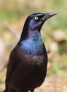 Common Grackle (quiscalus quiscula)