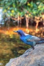 Common grackle Quiscalus quiscula bird perches on a rock Royalty Free Stock Photo