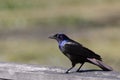 Common Grackle (Quiscalus quiscula) Royalty Free Stock Photo