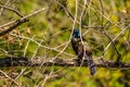 Common Grackle ( Quiscalus quiscula ) on branch Royalty Free Stock Photo