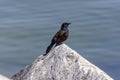 The common grackle (Quiscalus quiscula) Royalty Free Stock Photo