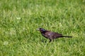 Common Grackle Quiscalus quiscula eating food in the grass during the spring Royalty Free Stock Photo