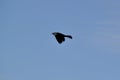 Common grackle (Quiscalus quiscula) in flight against blue sky at park Royalty Free Stock Photo