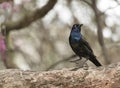 Common grackle Quiscalus quiscula