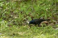 The common grackle Quiscalus quiscula Royalty Free Stock Photo