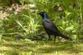 The common grackle Quiscalus quiscula Royalty Free Stock Photo