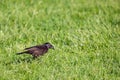 Common Grackle Quiscalus quiscula searching for food in the grass during the spring Royalty Free Stock Photo
