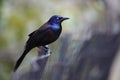 Common Grackle (Quiscalus quiscula stonei)