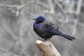 Common Grackle In Snow Royalty Free Stock Photo