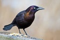 Common Grackle Royalty Free Stock Photo