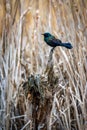Common Grackle On Stump Royalty Free Stock Photo