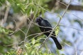 Common Grackle in a tree